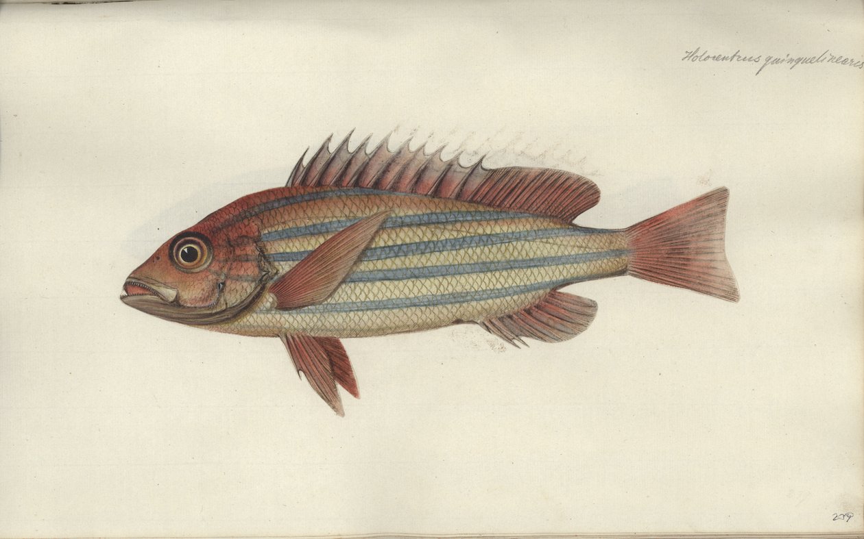Lutjanus quinquelineatus, 1790 से पहले द्वारा जोहान फ्रेडरिक हेनिग