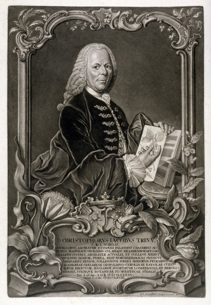 सीजे ट्रे, वनस्पति विज्ञानी, पब। c.1768 द्वारा जोहान जैकब हैड