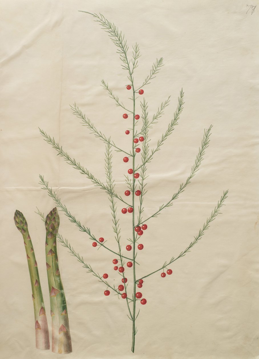शतावरी officinalis द्वारा जोहान्स सिमोन होल्त्ज़बेचर