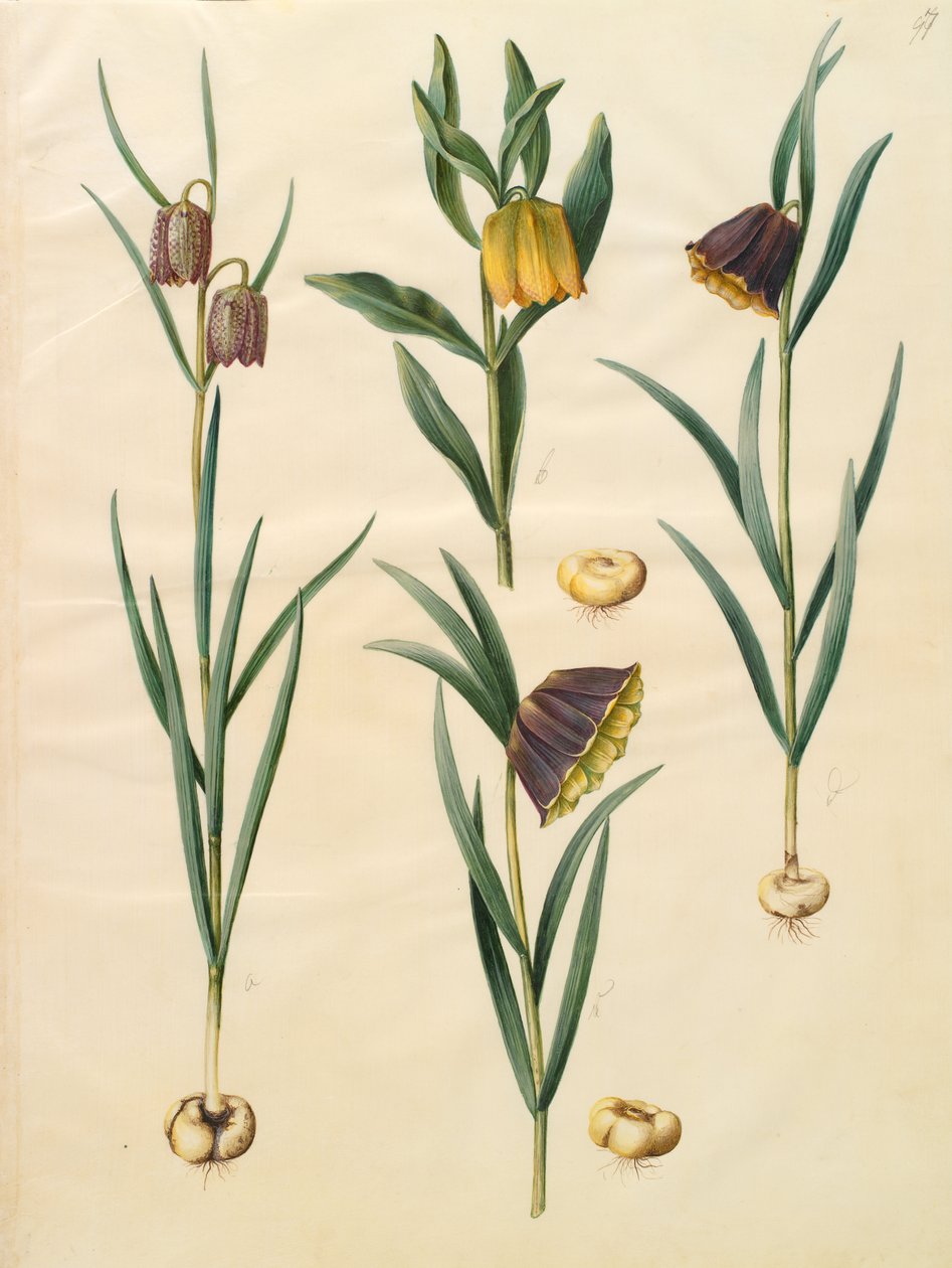 Fritillaria meleagris द्वारा जोहान्स सिमोन होल्त्ज़बेचर