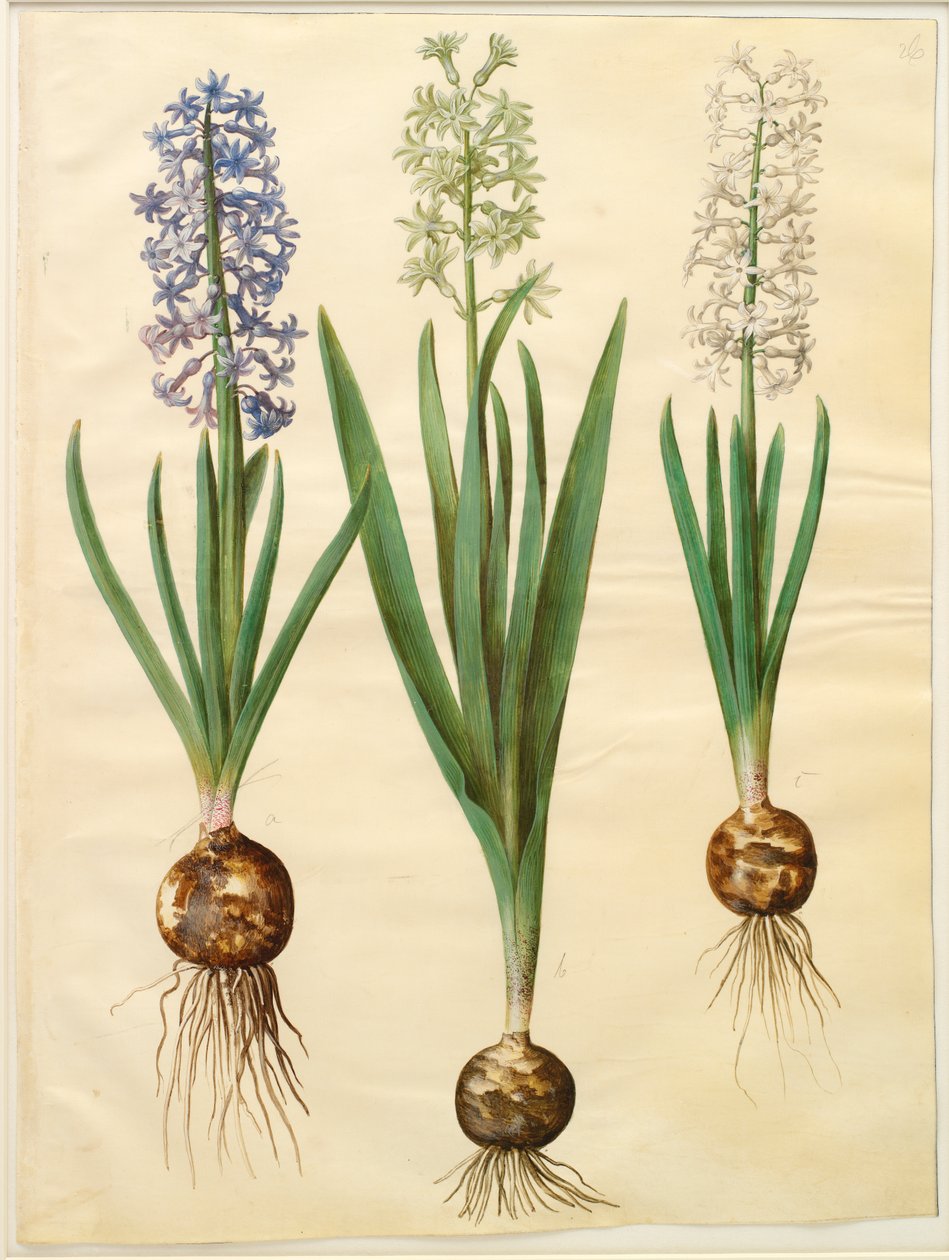 Hyacinthoides प्राच्यलिस simp और pl द्वारा जोहान्स सिमोन होल्त्ज़बेकर