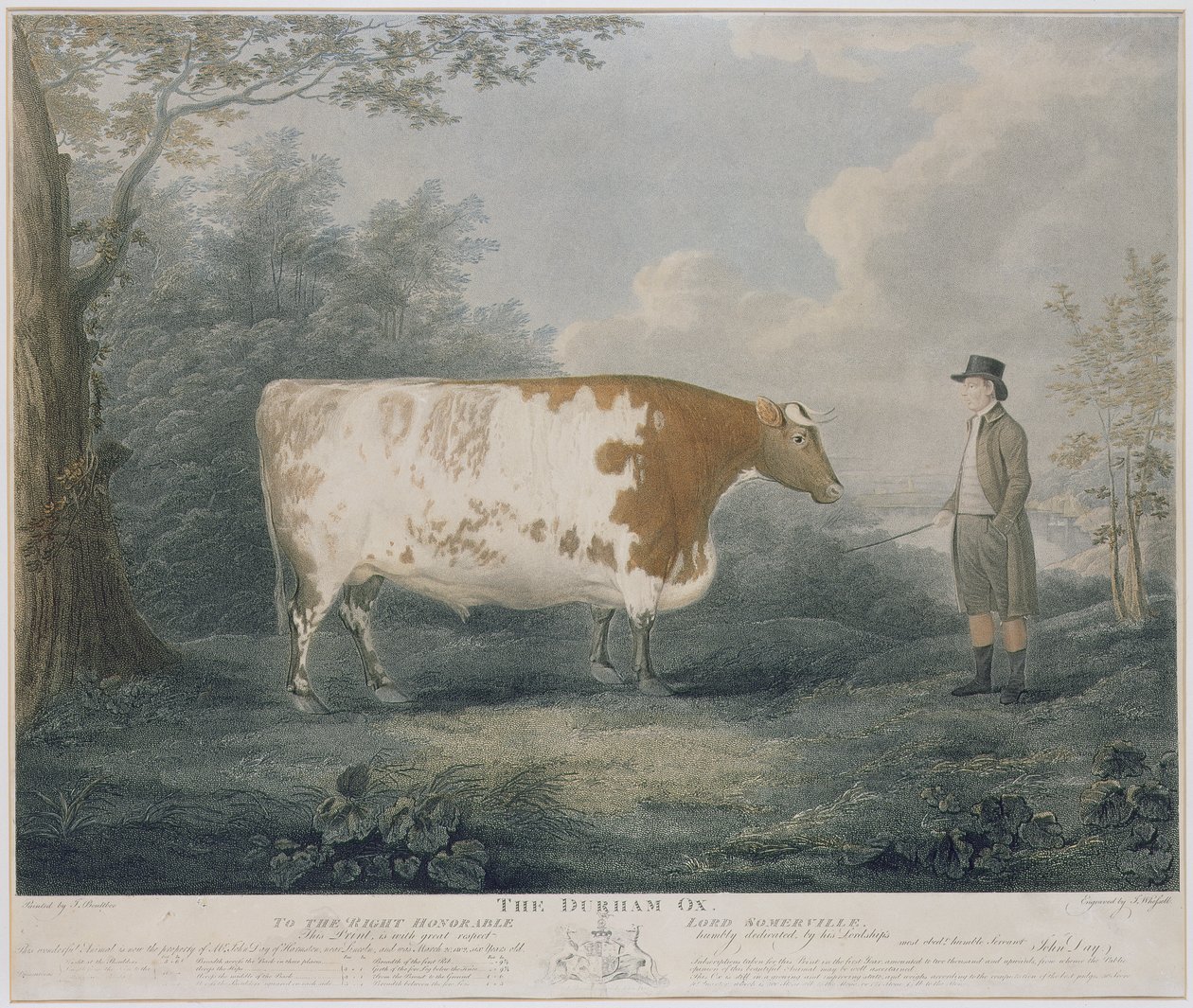 डरहम ऑक्स, जे। वेसल द्वारा उत्कीर्ण, 1802 (रंग उत्कीर्णन) द्वारा जॉन बोल्टबी