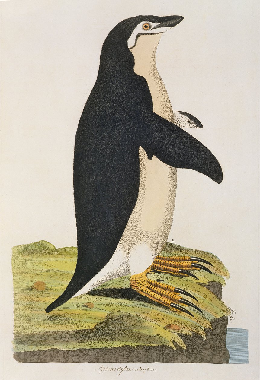 &39;एप्टेनोडायट्स अंटार्कटिका&39;, &39;सिमिलिया फिजिका से चित्रण। दुर्लभ और जिज्ञासु चौगुनी, पक्षियों के आंकड़े ... &39;1796 में प्रकाशित (हाथ के रंग की नक्काशी) द्वारा जॉन फ्रेडरिक मिलर