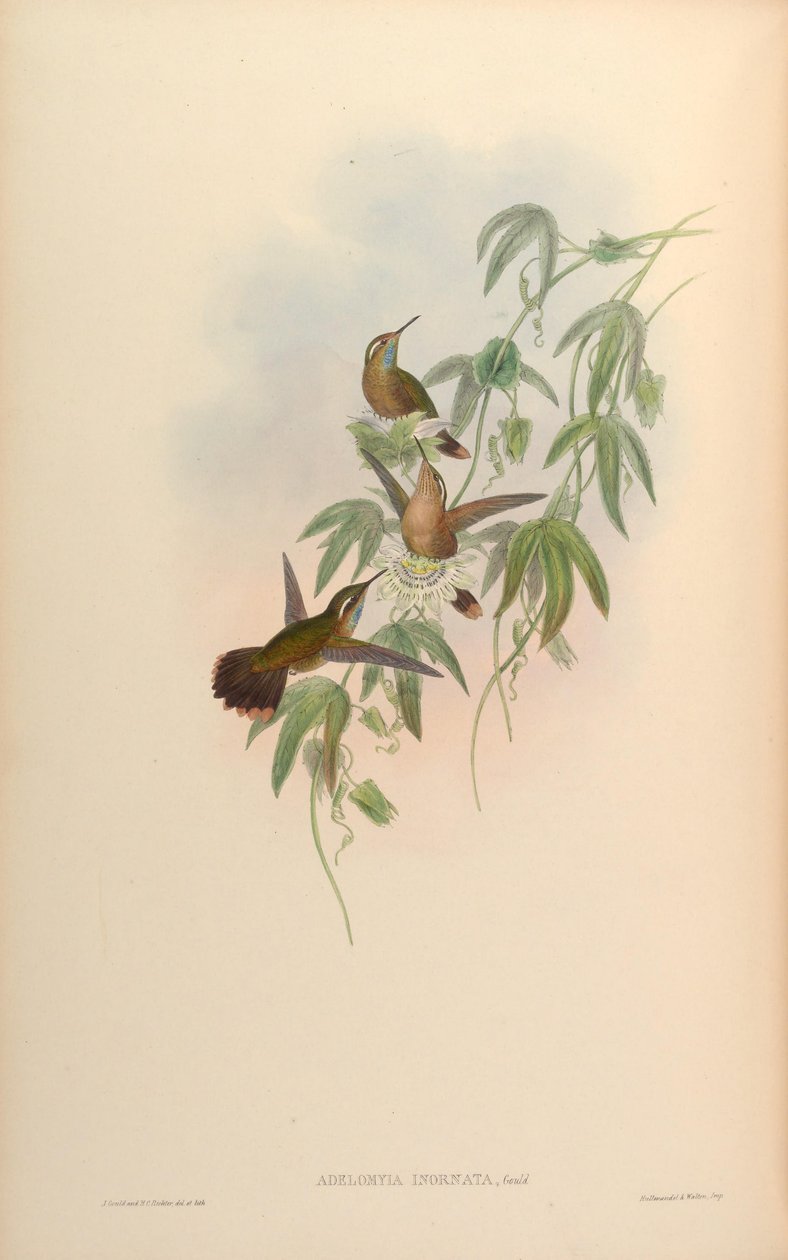 Adelomyia Inornata = एडेलोमिया मेलानोजेनिस इनोर्नटा द्वारा जॉन गोल्ड
