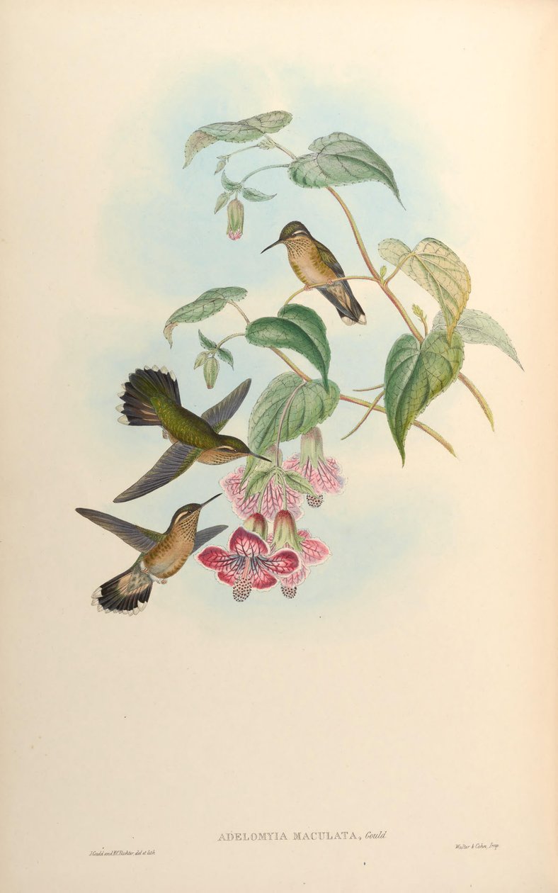 Adelomyia maculata = एडेलोमिया मेलानोजेनस maculata द्वारा जॉन गोल्ड