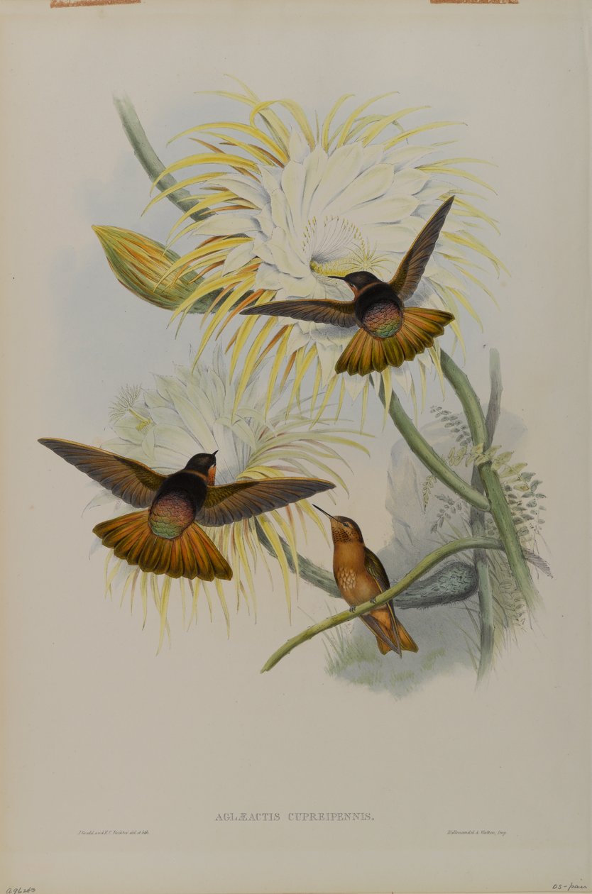 Aglaeactis cupreipennis द्वारा जॉन गोल्ड