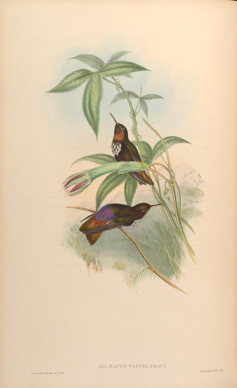 Aglaeactis castelnaui = Aglaeactis castelnaudii (पुस्तक में ही वर्णित है) द्वारा जॉन गोल्ड