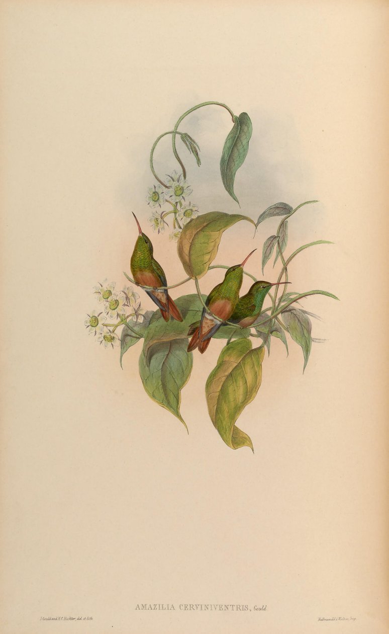 अमाज़िलिया सर्विनिवेंट्रिस = Amazilia yucatanensis cerviniventris द्वारा जॉन गोल्ड
