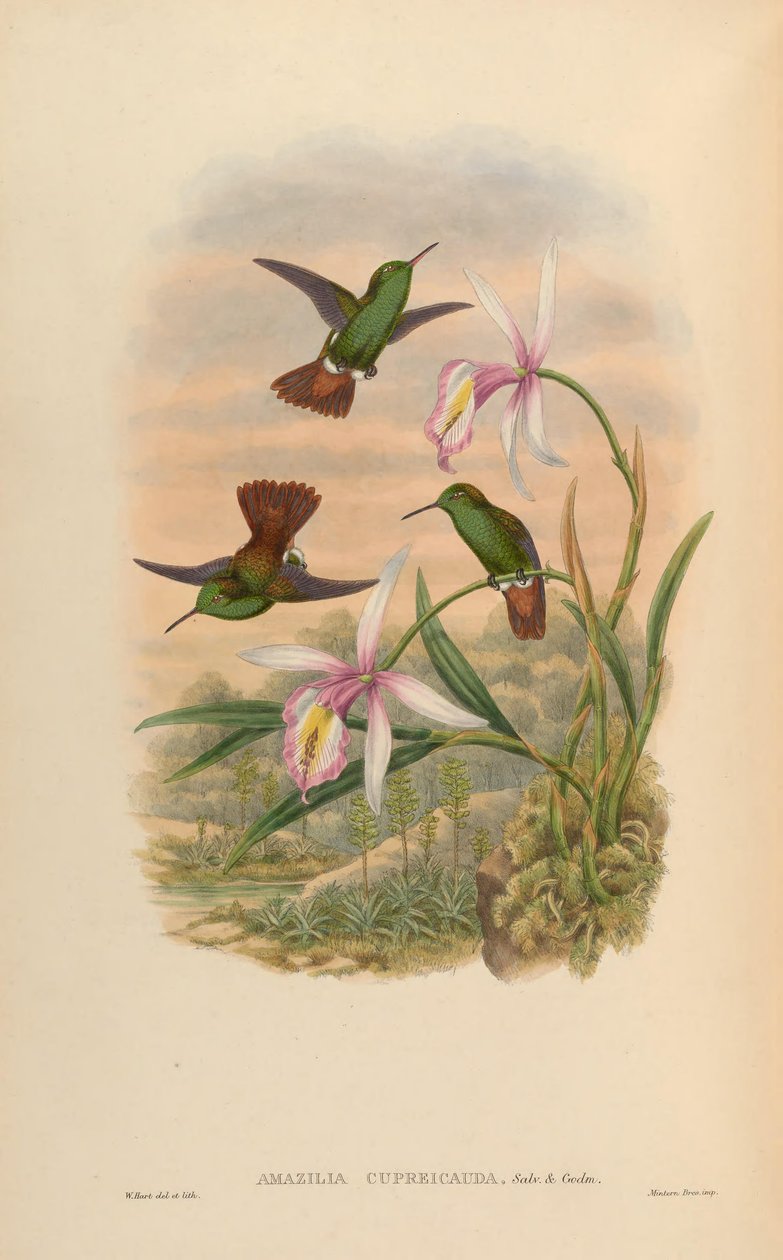 Amazilia cupreicauda = अमाज़िलिया विरिडिग्स्टर cupreicauda द्वारा जॉन गोल्ड