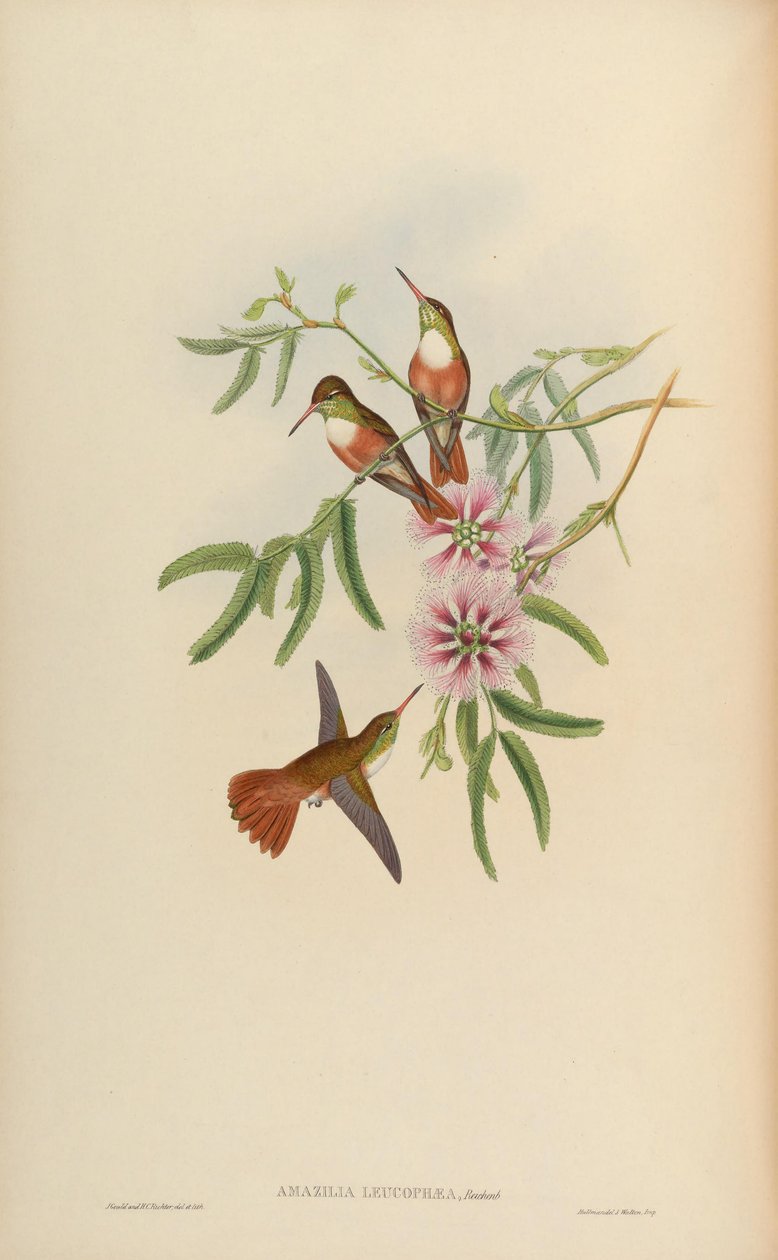 अमाज़िलिया ल्यूकोफ़ेआ = Amazilia amazilia leucocephala द्वारा जॉन गोल्ड