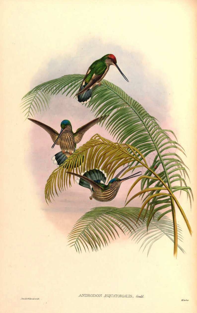 Androdon aequatorialis द्वारा जॉन गोल्ड