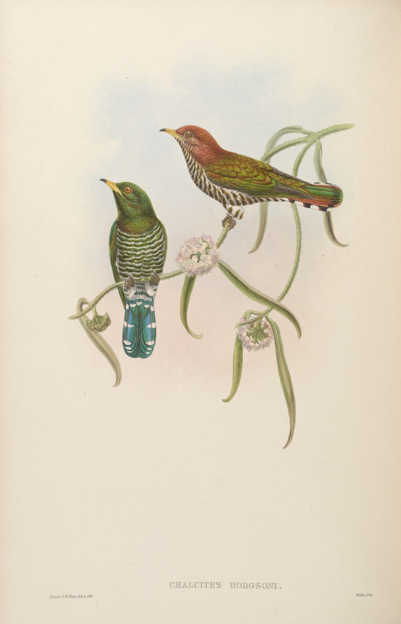 हॉजसन = Scythrops chalcites देखा द्वारा जॉन गोल्ड