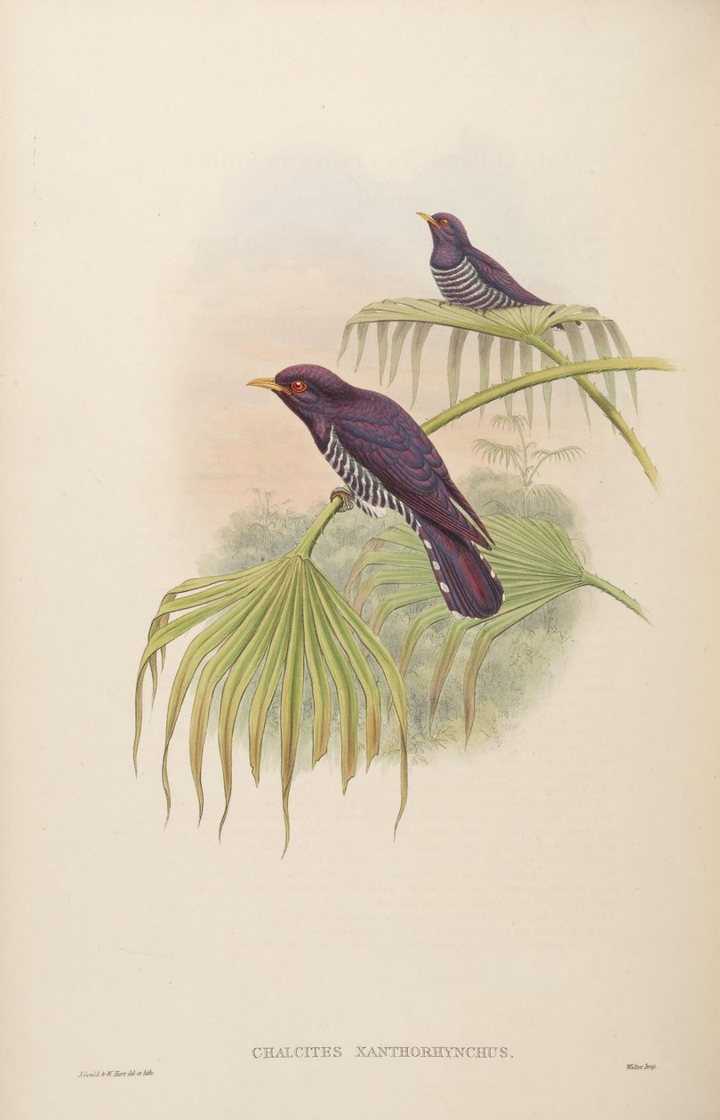 चाल्साइट्स xanthorhynchus = क्राइसोकॉक्सी xanthorhynchus द्वारा जॉन गोल्ड