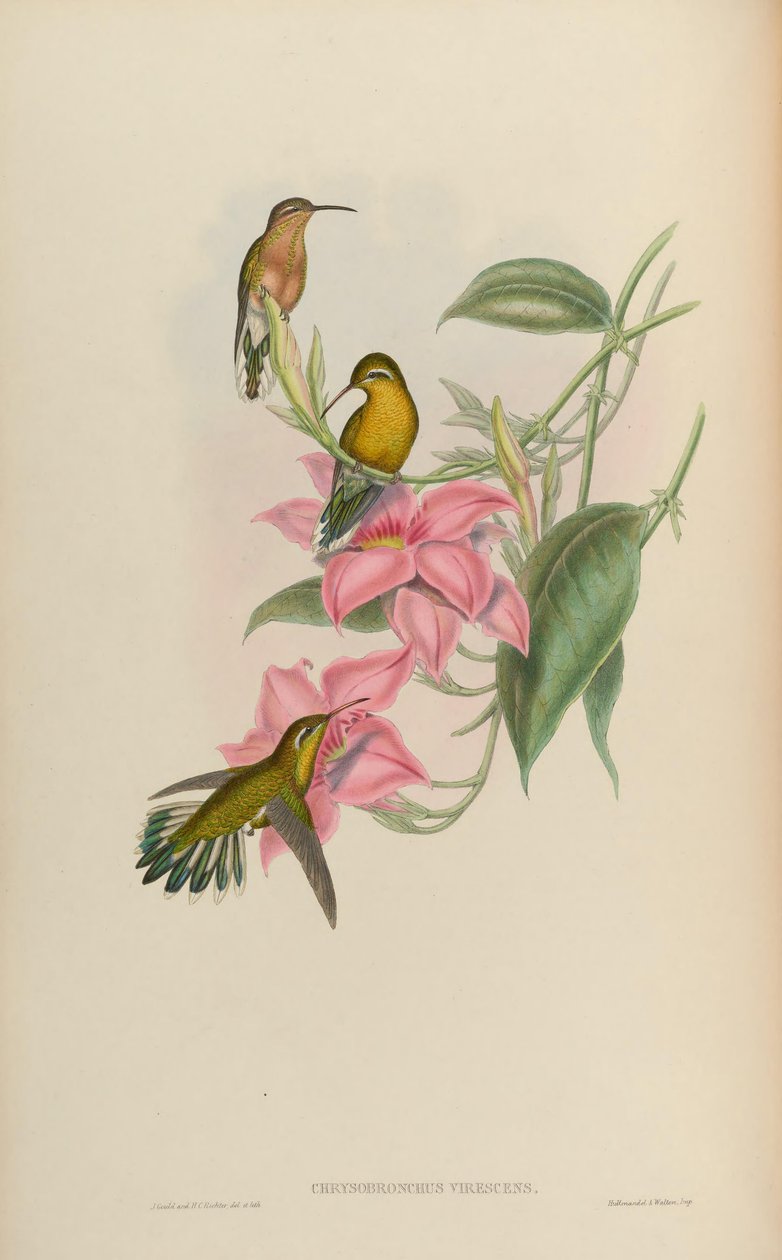 Chrysobronchus हरी = Amaxilia viridicauda द्वारा जॉन गोल्ड