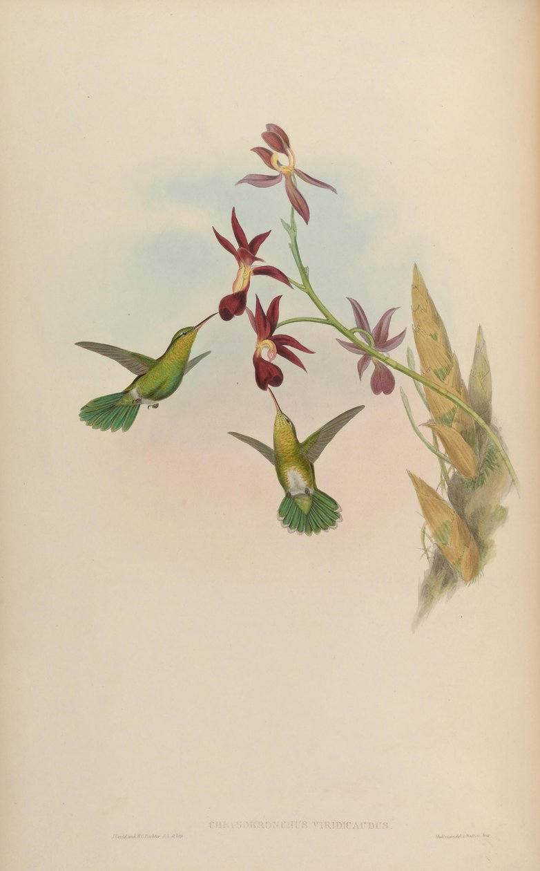 Chrysobronchus viridicauda = Amaxilia viridicauda द्वारा जॉन गोल्ड