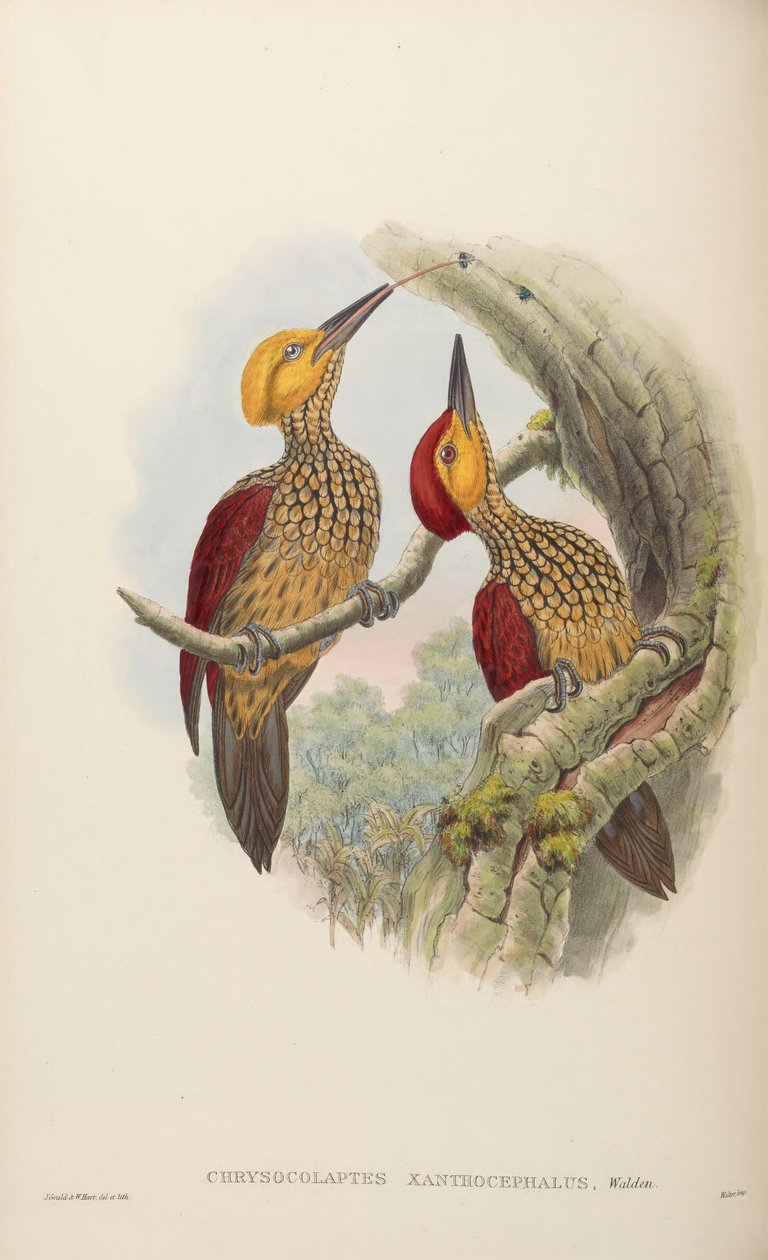 क्राइसोकोलेप्टेस xanthocephalus द्वारा जॉन गोल्ड