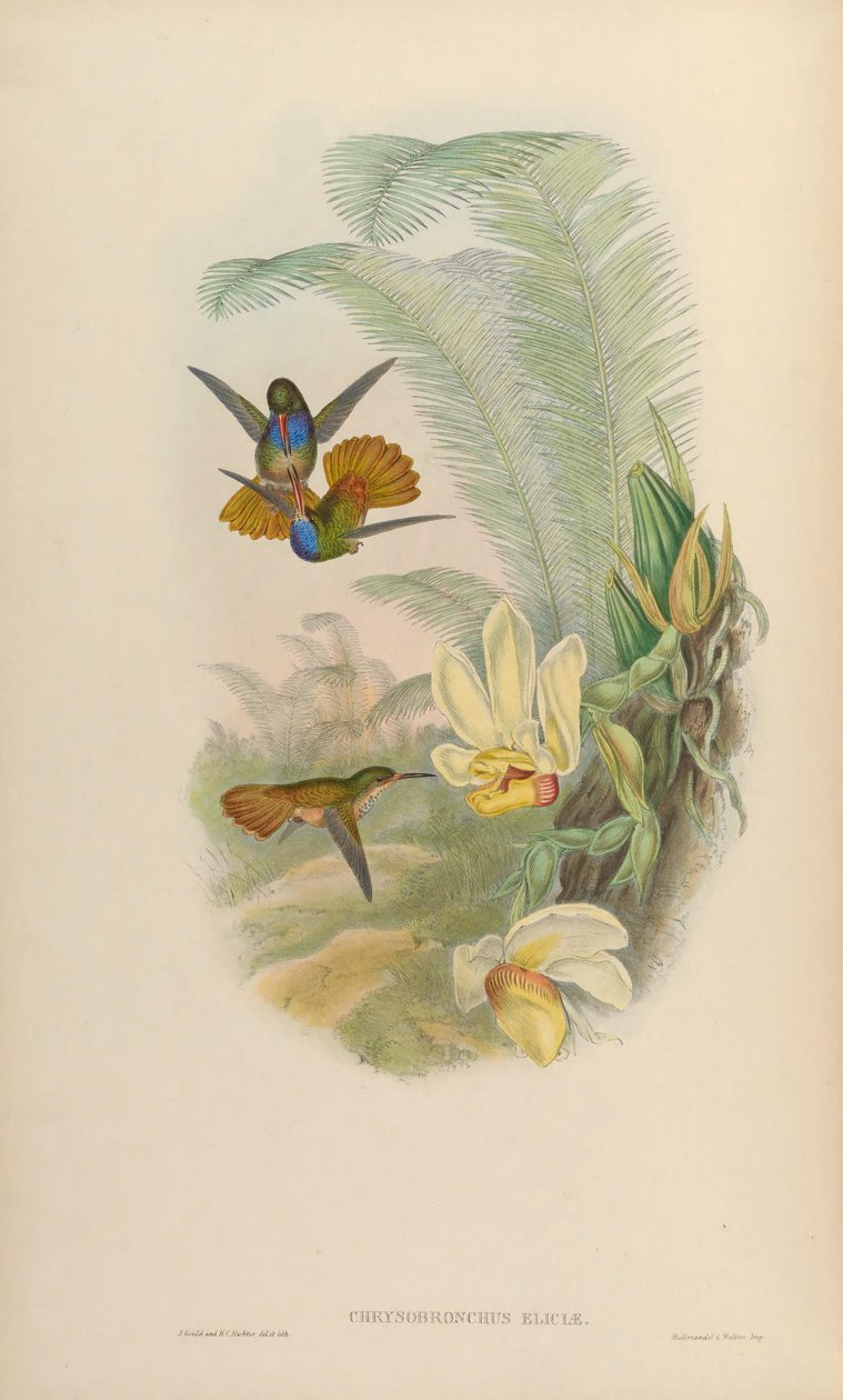 Chrysuronia eliciae = BCS eliciae द्वारा जॉन गोल्ड