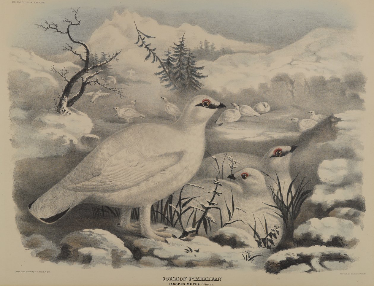 आम Ptarmigan द्वारा जॉन गोल्ड