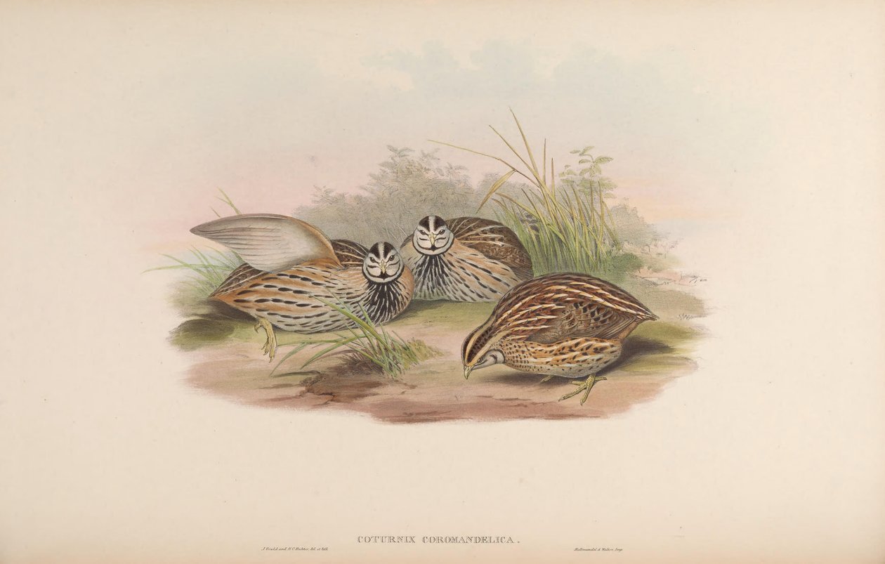 Coturnix coromandelica द्वारा जॉन गोल्ड
