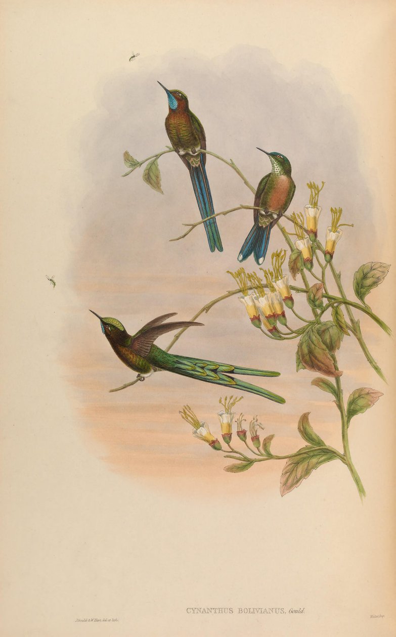 Cynanthus bolivianus = Aglaiocercus kingi smaragdinus द्वारा जॉन गोल्ड