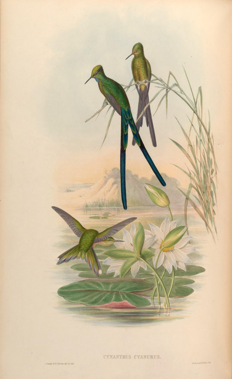 Cynanthus cyanurus = Aglaiocercus kingi द्वारा जॉन गोल्ड