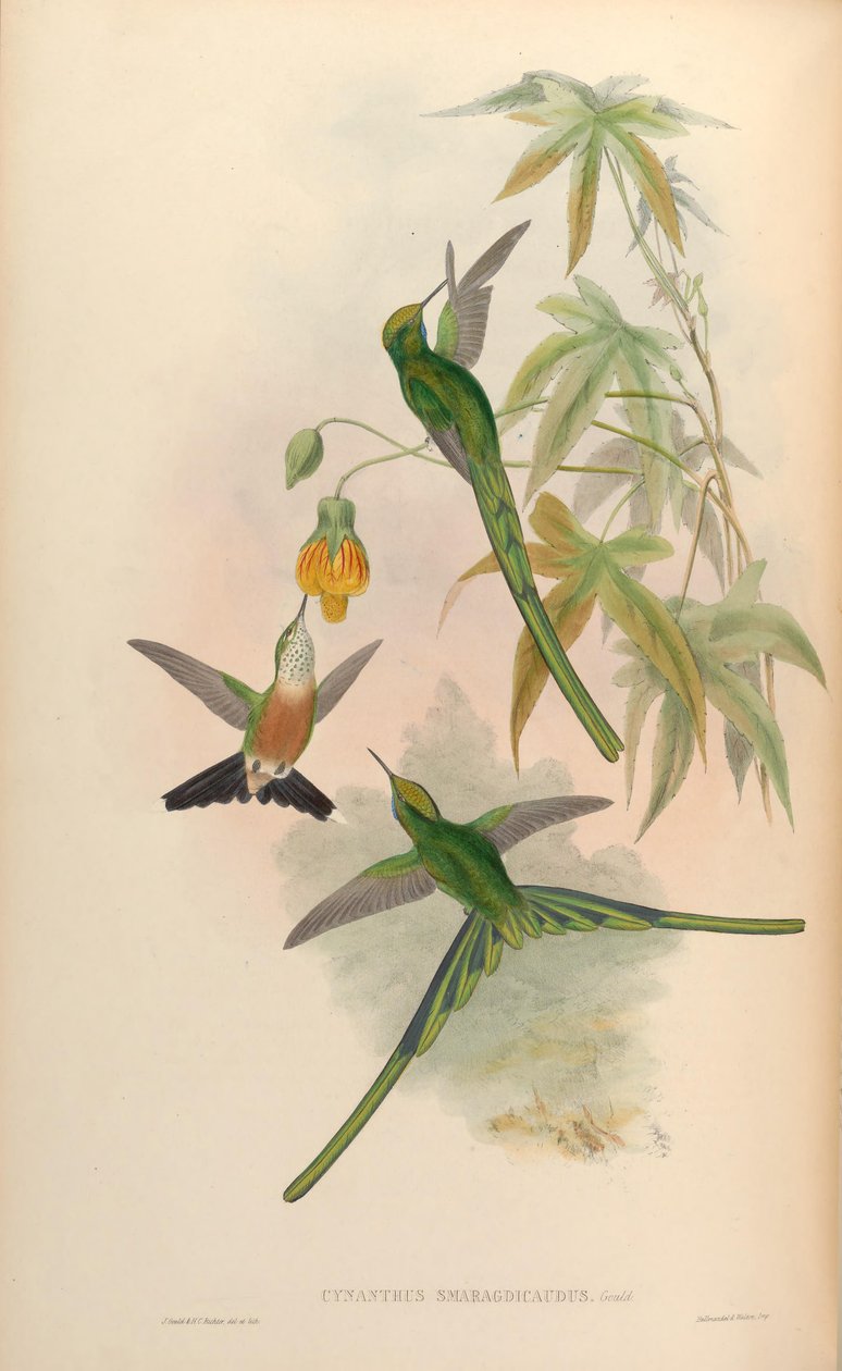 Cynanthus smaragdicaudus = Aglaiocercus kingi smaragdinus द्वारा जॉन गोल्ड