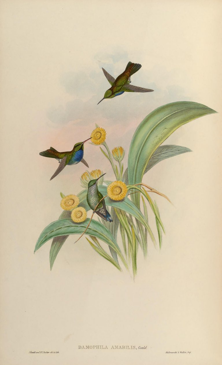 Damophila प्यारा प्यारा = Amaxilia द्वारा जॉन गोल्ड