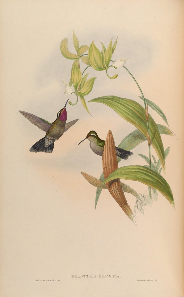 Delattria हेनरी = Lampornis amethystinus द्वारा जॉन गोल्ड