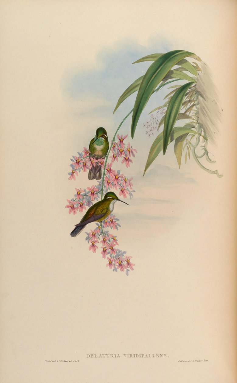 Delattria viridipallens = Lampornis viridipallens द्वारा जॉन गोल्ड