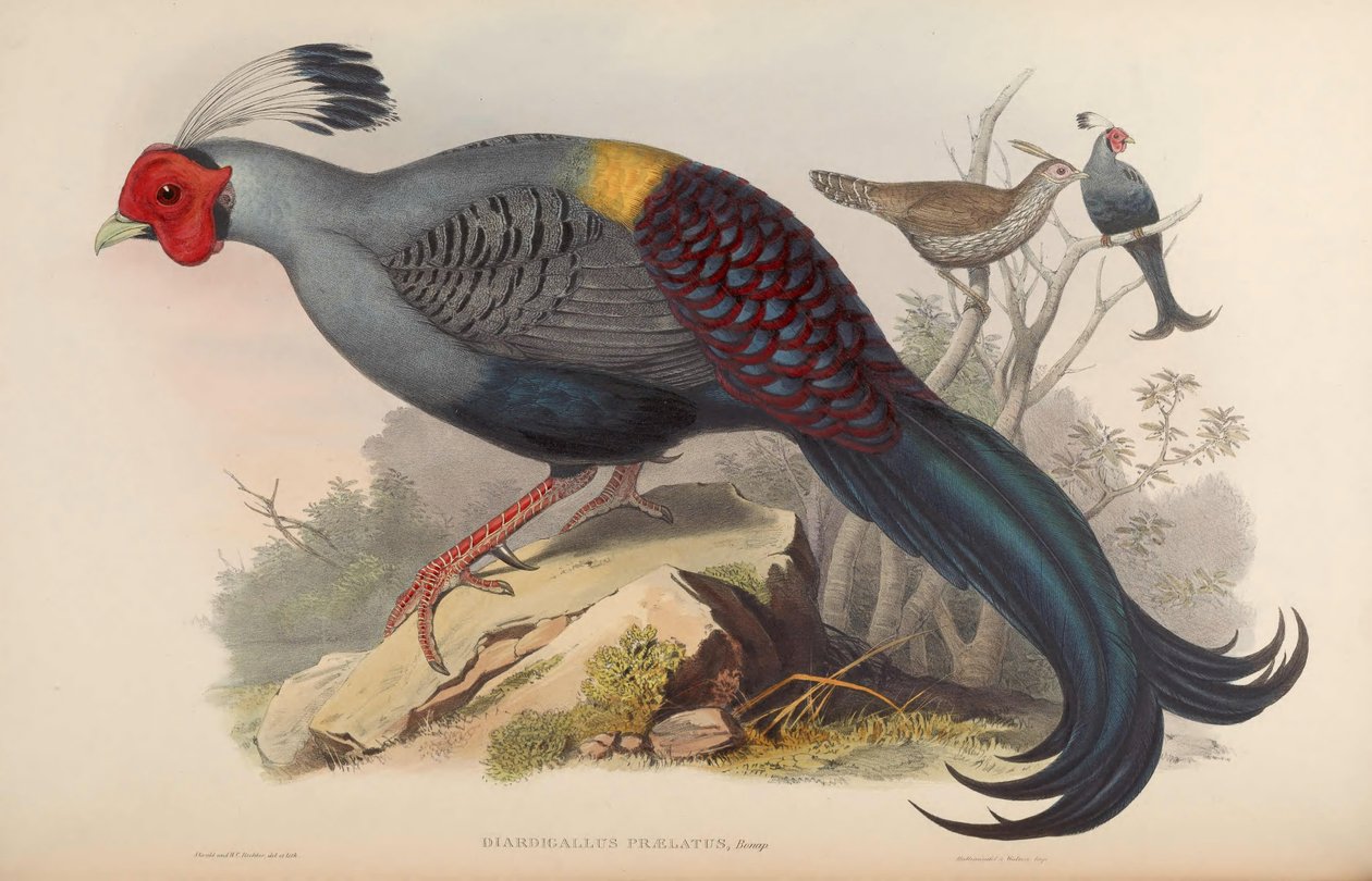 Diardigallus वरीय Lophura diardi = [2] द्वारा जॉन गोल्ड
