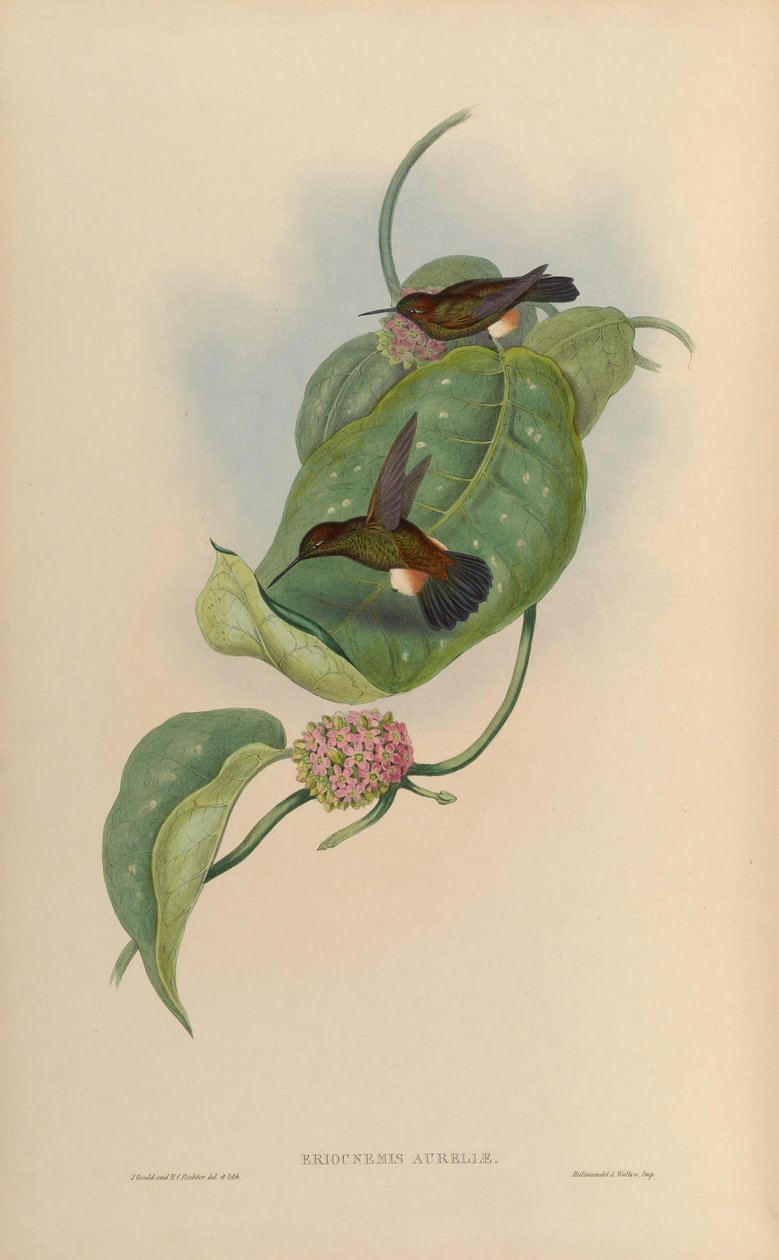 Eriocnemis प्यूपा = Haplophaedia aureliae द्वारा जॉन गोल्ड
