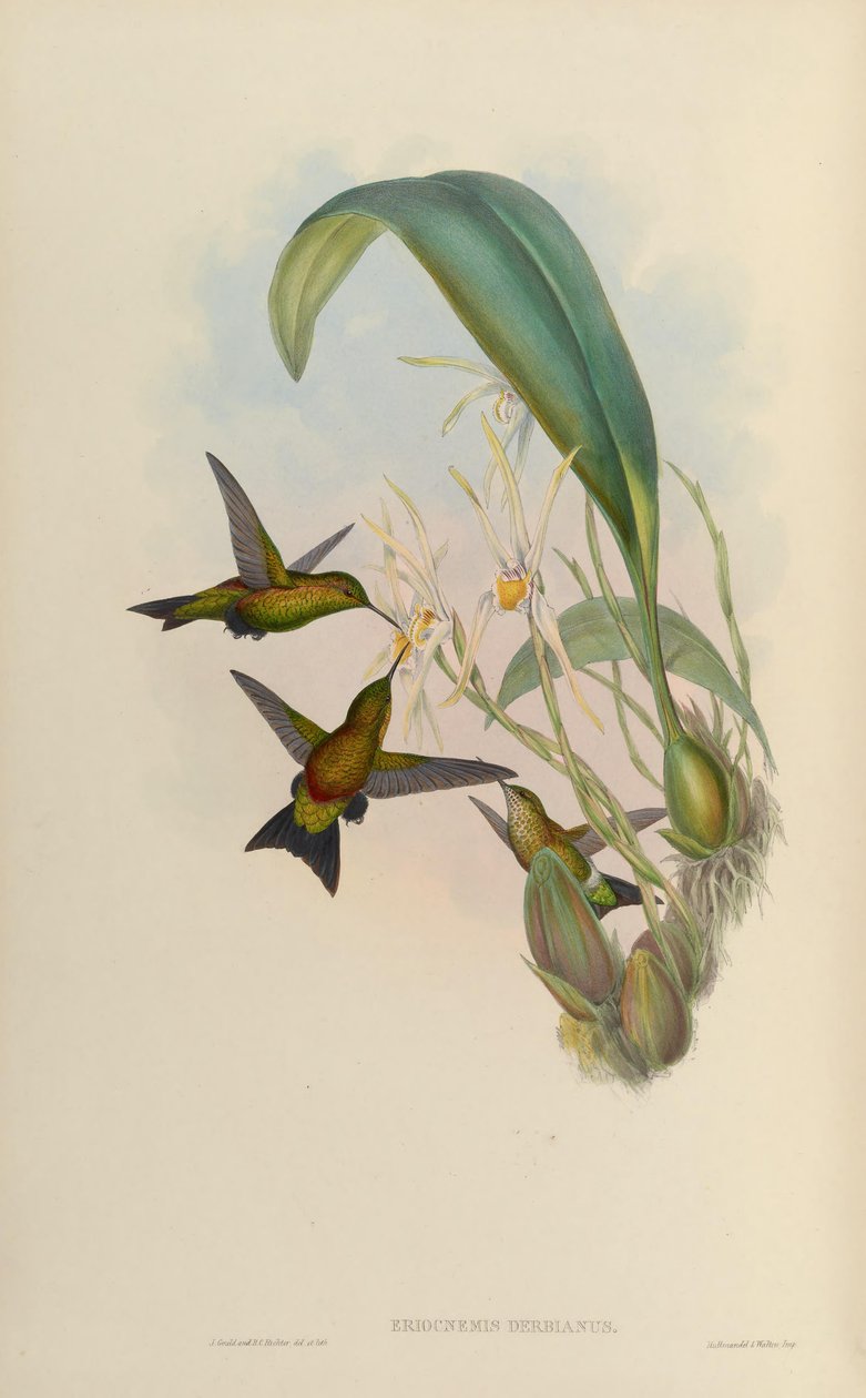 Eriocnemis derbyi द्वारा जॉन गोल्ड