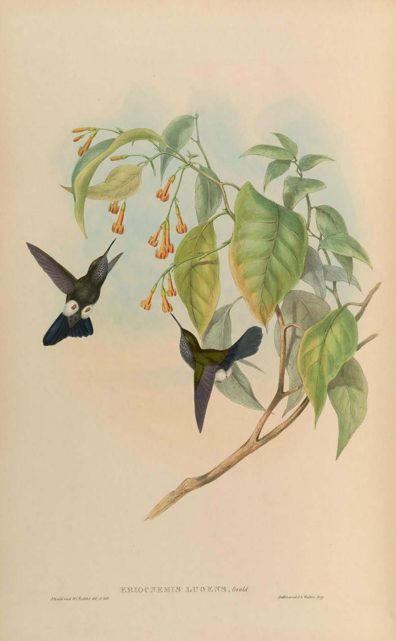 Eriocnemis उदास उदास = Haplophaedia द्वारा जॉन गोल्ड