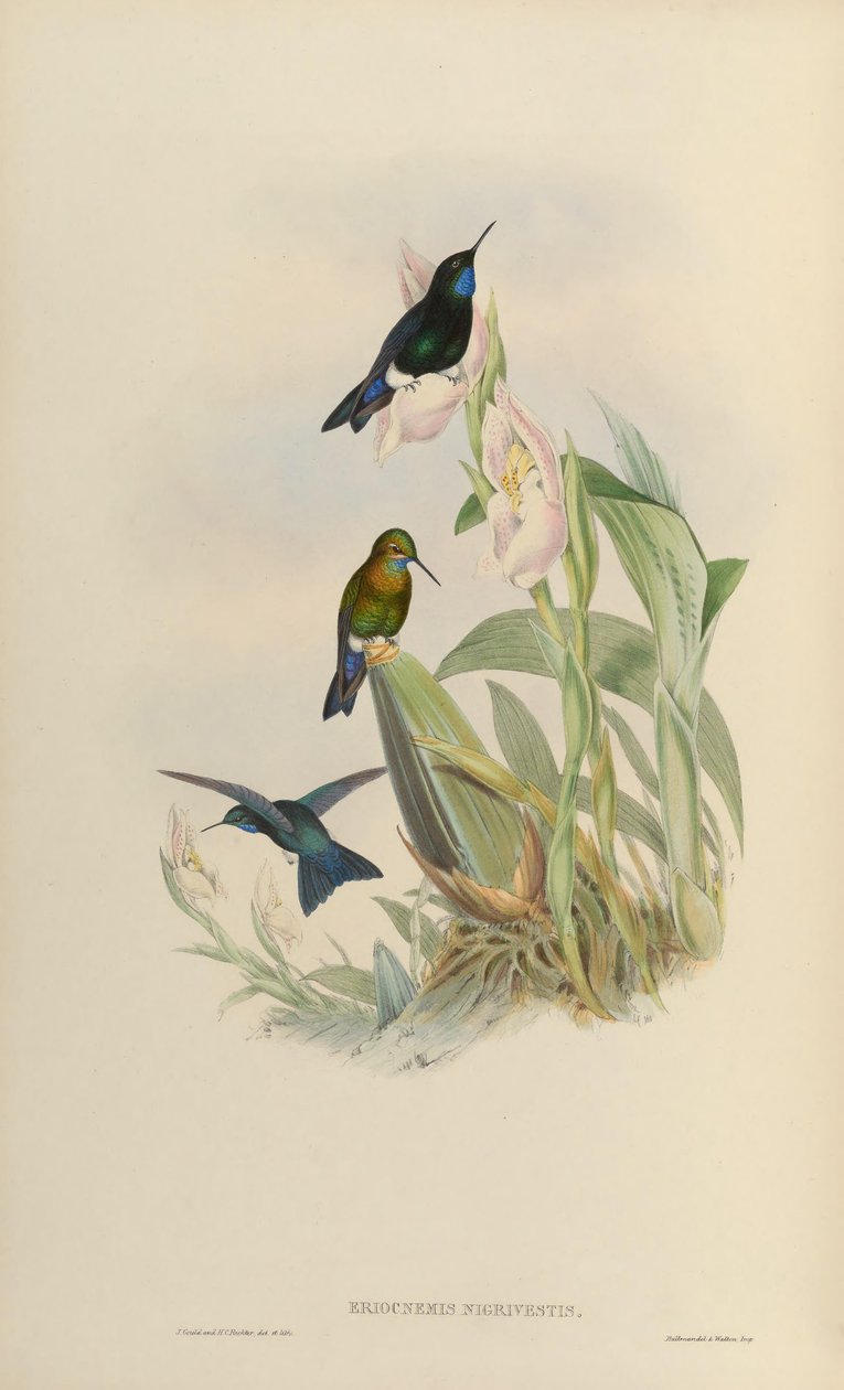 Eriocnemis nigrivestis द्वारा जॉन गोल्ड