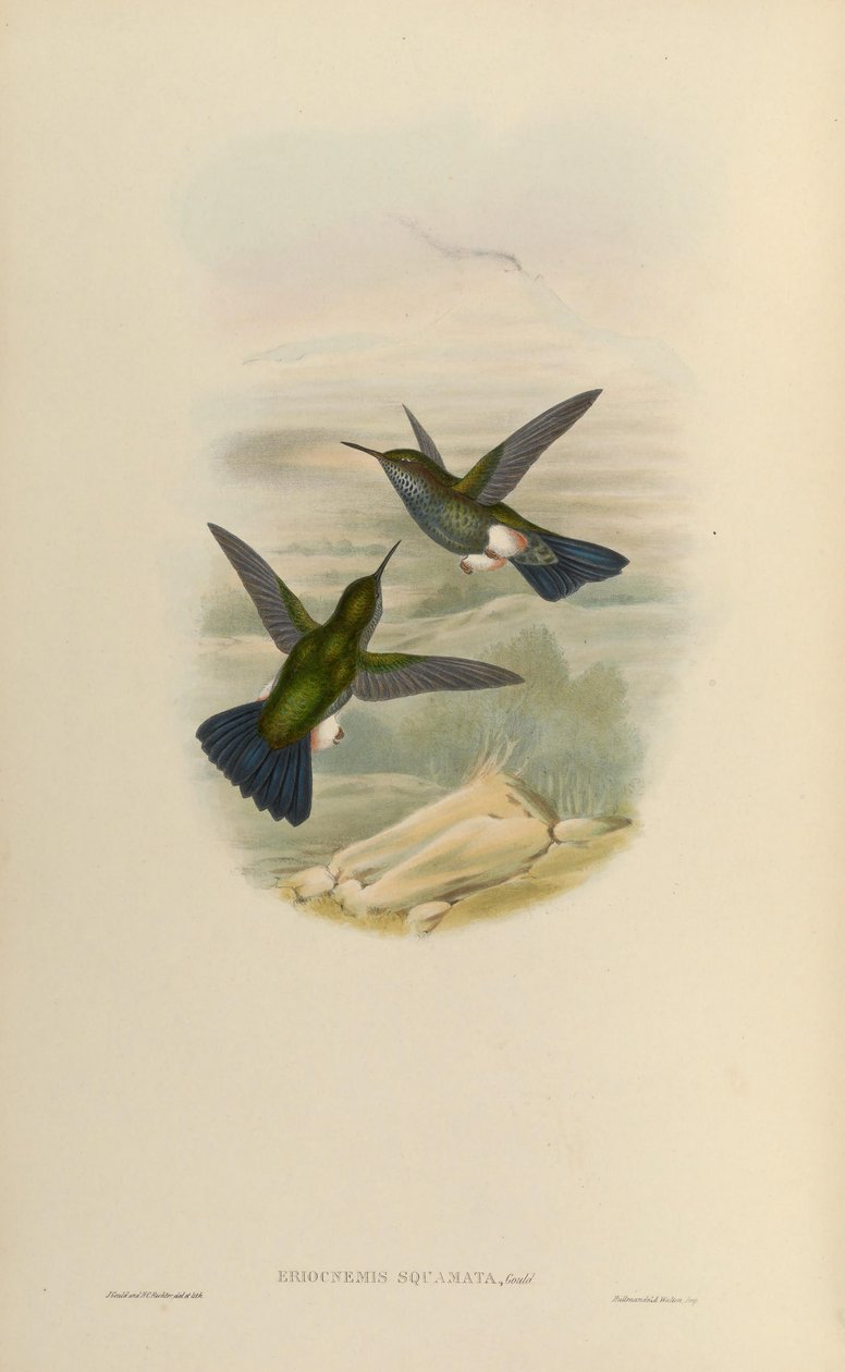 Eriocnemys उदास उदास = Haplophaedia द्वारा जॉन गोल्ड