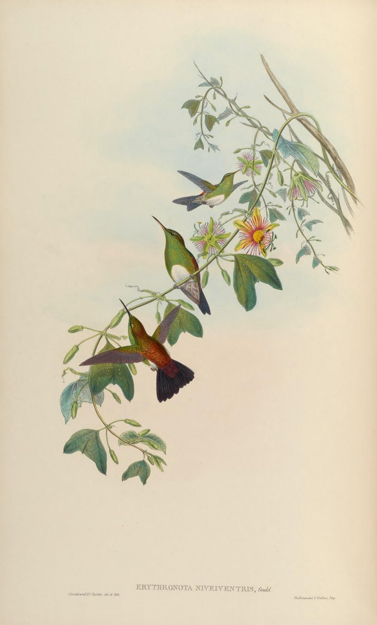 एरिथ्रोनोटा निवाइवेंट्रिस = अमाज़िलिया एडवर्ड निवाइवेंट्रिस द्वारा जॉन गोल्ड