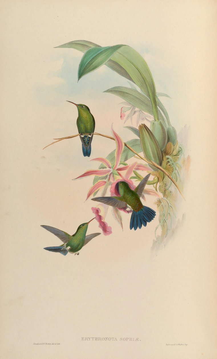 Erythronota सोफिया = Amaxilia saucerrottei saucerrottei द्वारा जॉन गोल्ड