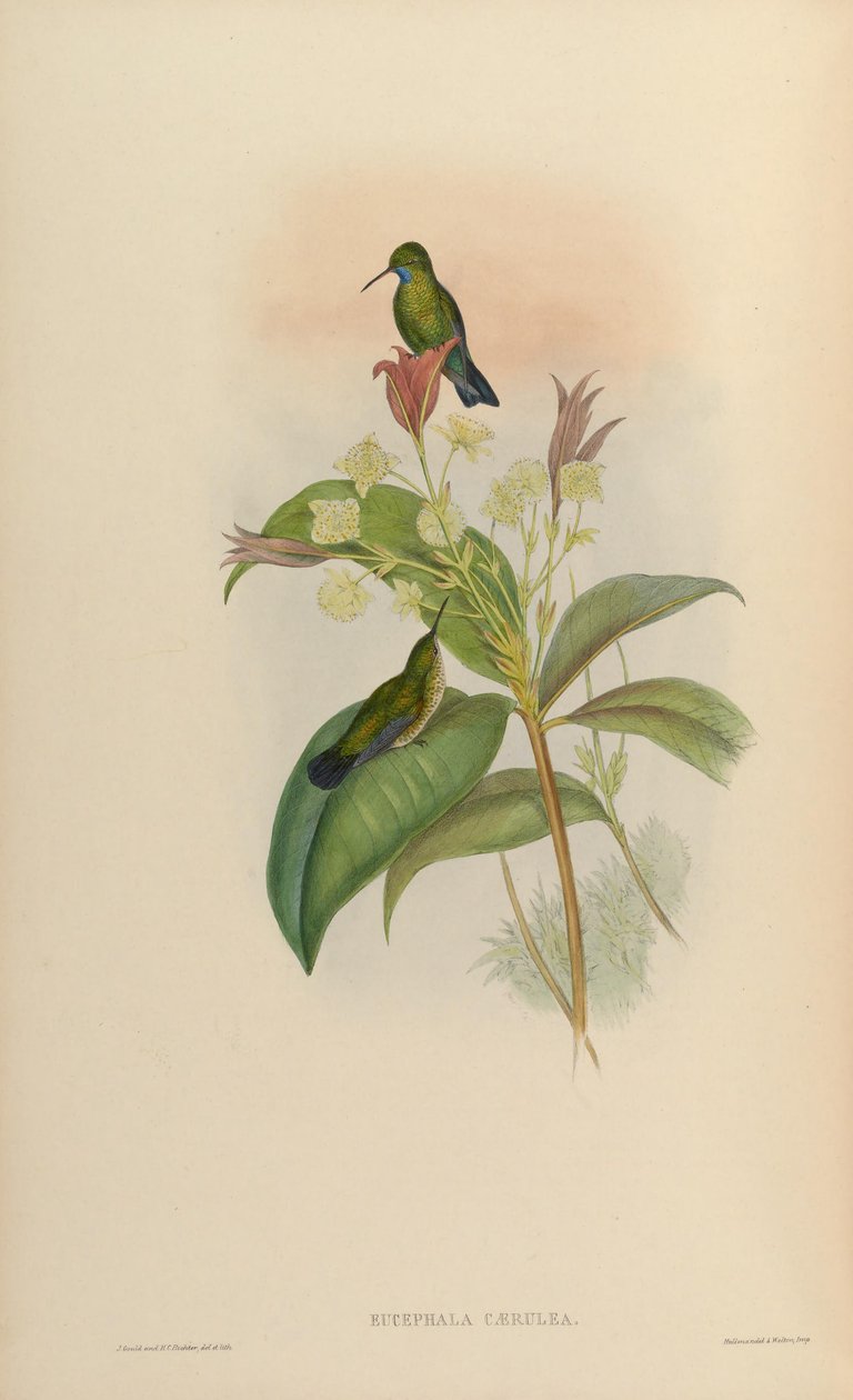 Eucephala नीले = चिह्नित Chlorestes चिह्नित द्वारा जॉन गोल्ड