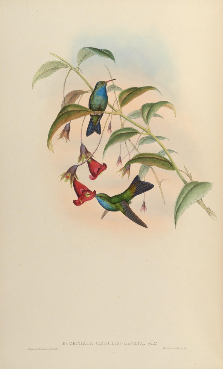 ईसेफला कायरुलेलावता = - दक्षिणपूर्वी ब्राजील से केवल प्रकार के नमूने से जाना जाता है; कोरी (1918) और पिंटो (1937) द्वारा एक मान्य प्रजाति के रूप में माना जाता है; पीटर्स (1945) को अनिर्धारित पेरेंटेज के एक संकर के रूप में माना जाता है द्वारा जॉन गोल्ड