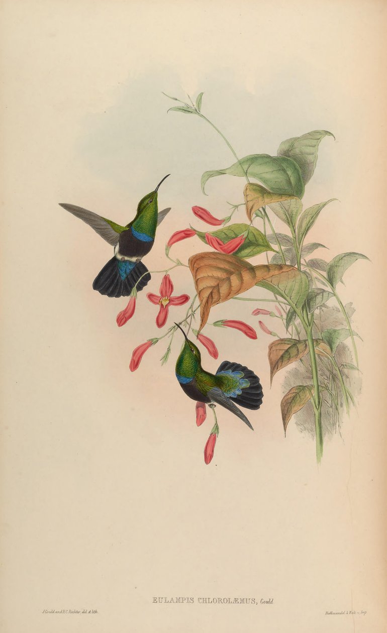 Eulampis chlorolaemus = Eulampis holosericeus chlorolaemus द्वारा जॉन गोल्ड