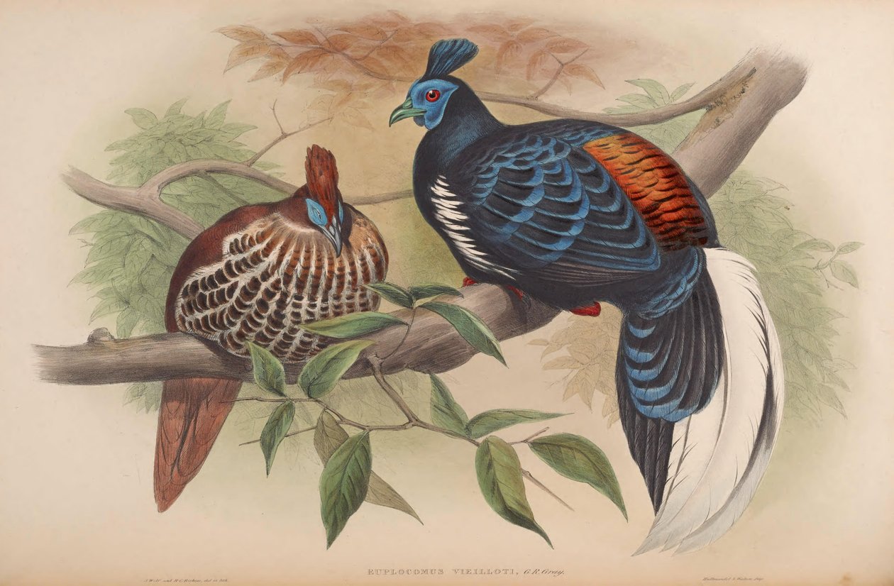 Enplocamns vieilloti = Lophura आग लाल द्वारा जॉन गोल्ड