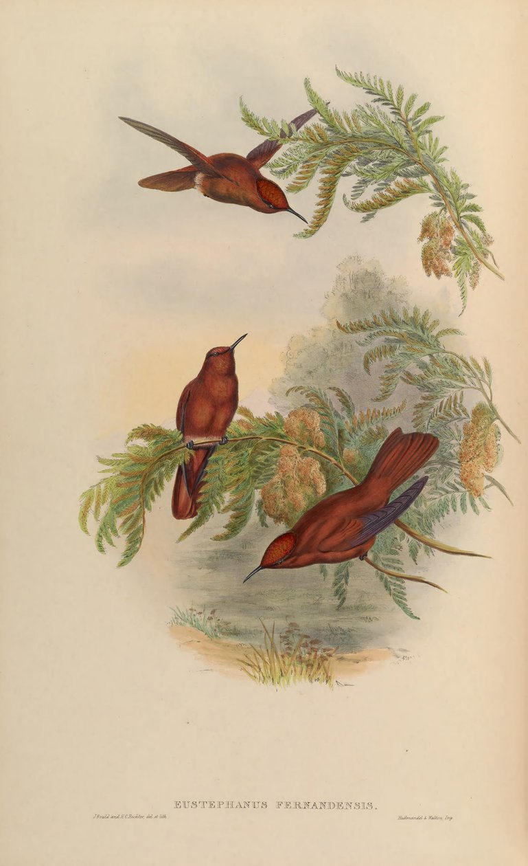 Eustephanos fernandensis = Sephanoides fernandensis द्वारा जॉन गोल्ड