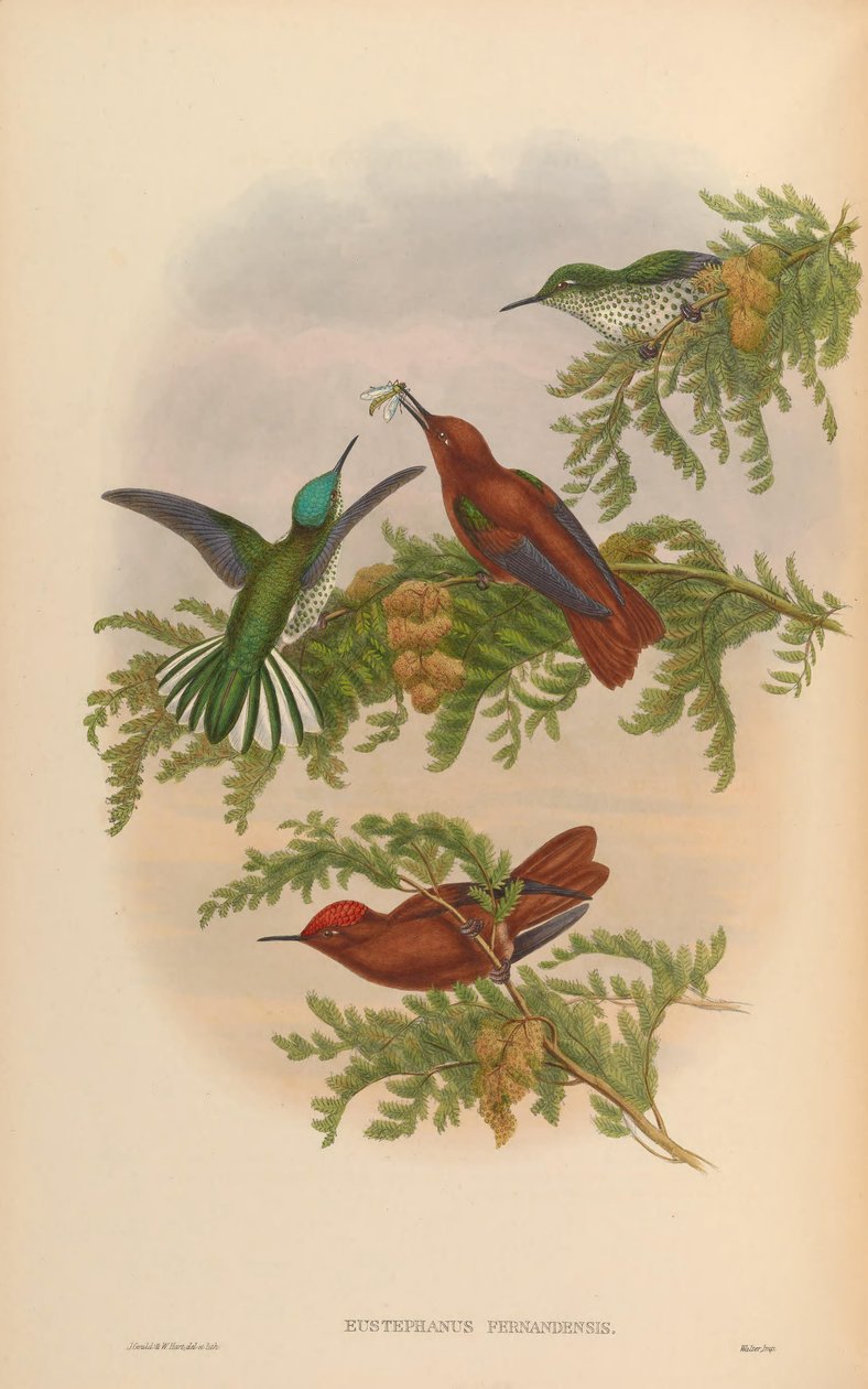 Eustephanos fernandensis = Sephanoides fernandensis fernandensis द्वारा जॉन गोल्ड
