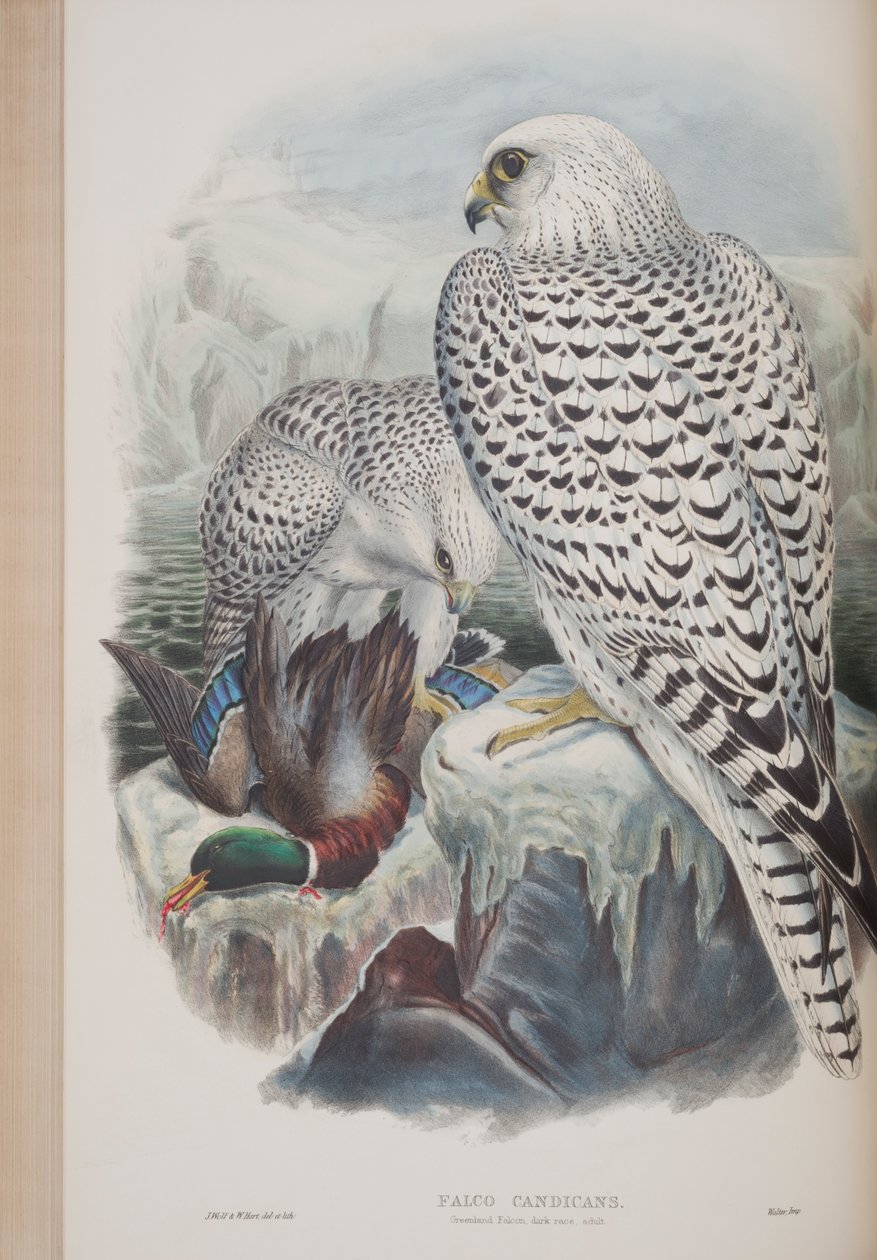 जॉन गॉल्ड द्वारा फाल्को कैंडिकंस, द बर्ड्स ऑफ ग्रेट ब्रिटेन की प्लेट, 1862-73 (हाथ से रंगी लिथो) द्वारा जॉन गोल्ड