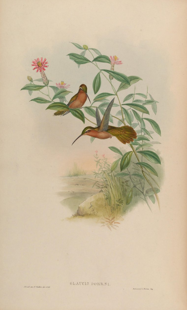 Glaucis dohrnii = ग्लौकिस dohrnii द्वारा जॉन गोल्ड