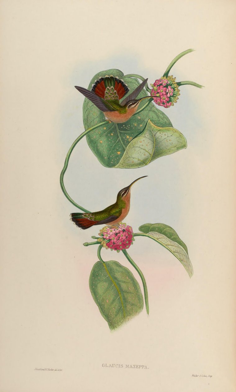 Glaucis mazeppa = ग्लौसी हिरसुतस हिरसुतस द्वारा जॉन गोल्ड