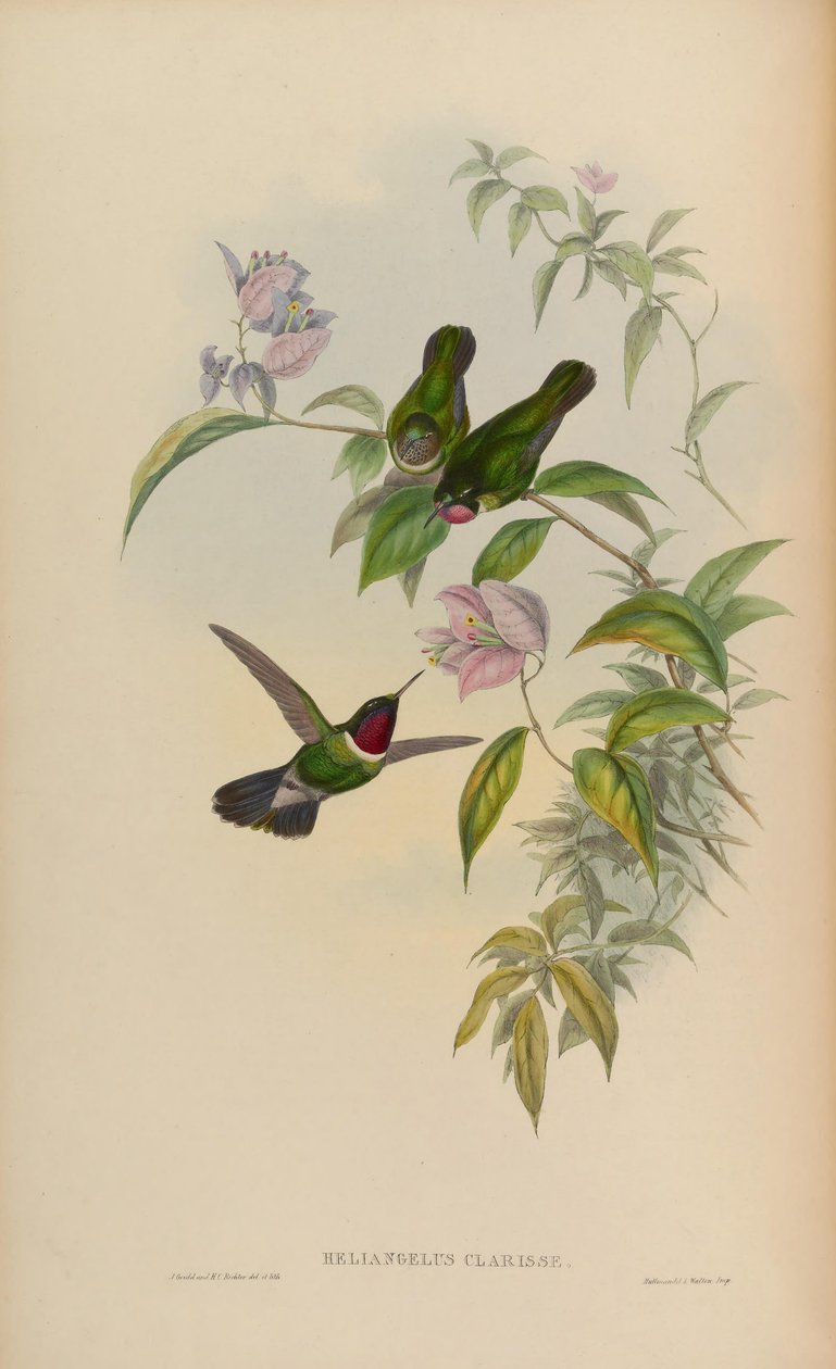 Heliangelus शानदार = Heliangelus amethysticollis क्लैरिस द्वारा जॉन गोल्ड