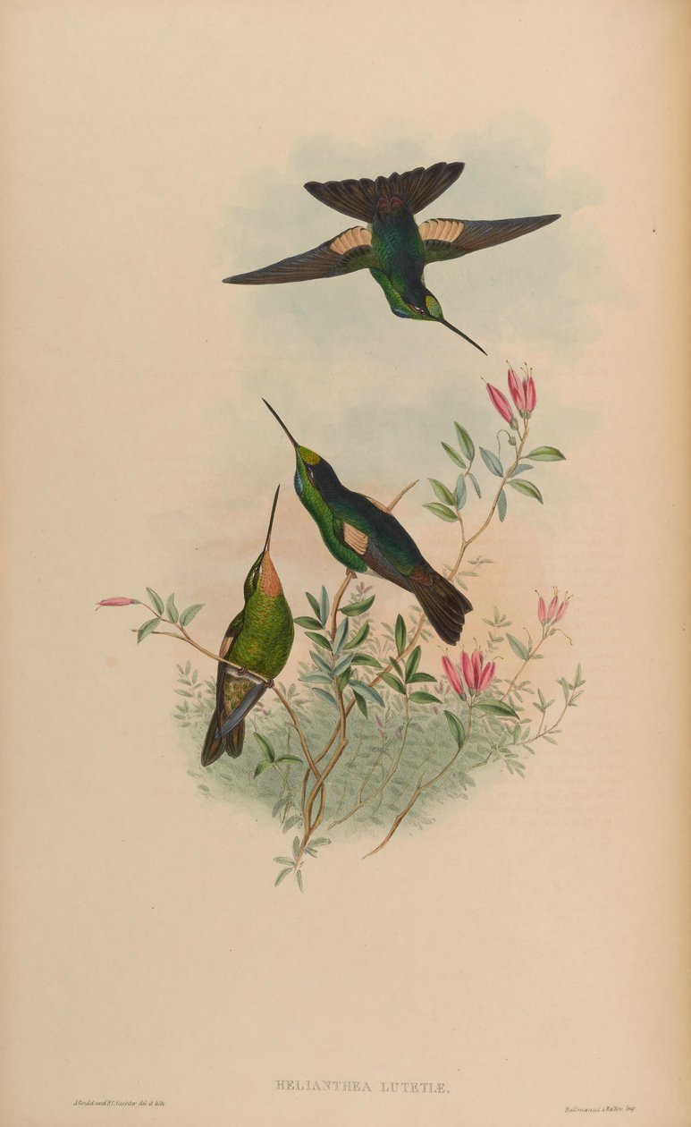 पेरिस = पेरिस Coeligena पर Helianthea द्वारा जॉन गोल्ड