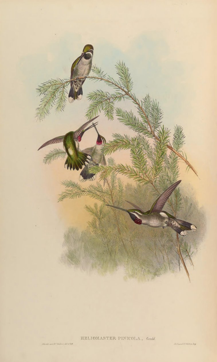 Heliomaster pinioola = Heliomaster constantii द्वारा जॉन गोल्ड