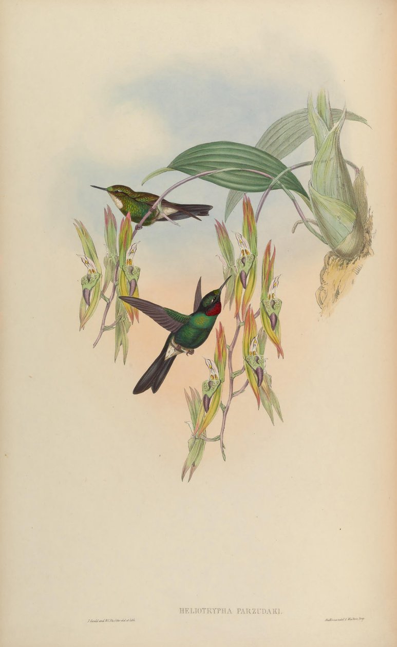 Heliotrypha parzudaki = Heliangelus exortis द्वारा जॉन गोल्ड